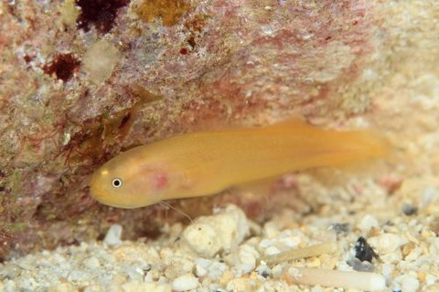 フサイタチウオ科の1種