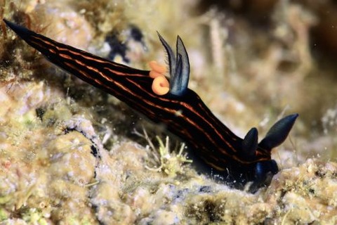 リュウグウウミウシ