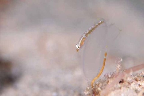 ウミショウブハゼ属の1種