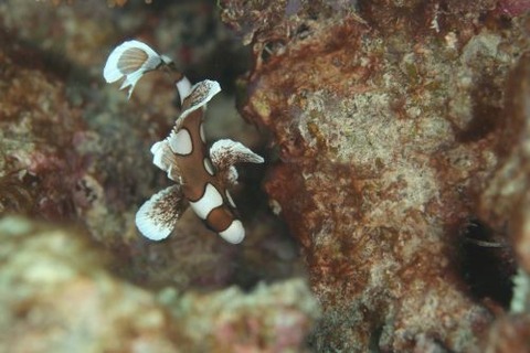 チョウチョウコショウダイ