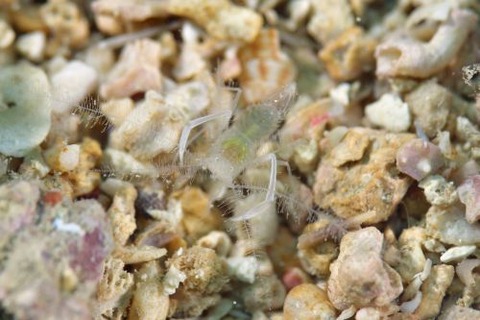 サンゴヒメエビ属の1種