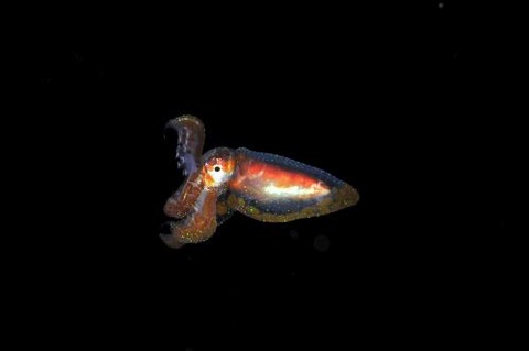 刺激的な水中生物