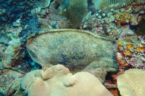 トラフザメの卵