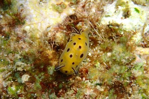 テンテンウミウシ