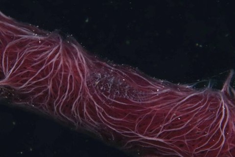 ヂェラストカリス・パロンアェ