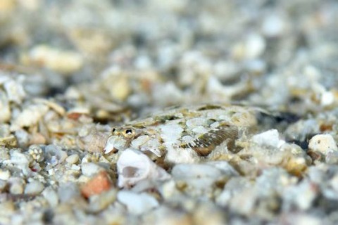 カレイ目のなかま