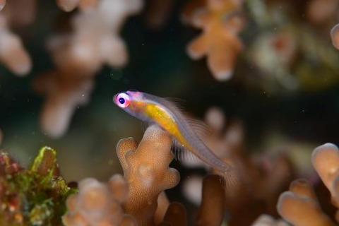 アカメハゼ