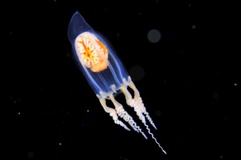 刺激的な水中生物