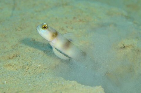 ニュウドウダテハゼ