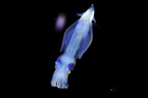 刺激的な水中生物