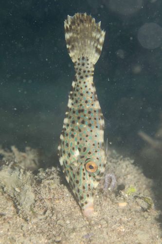 ソウシハギ