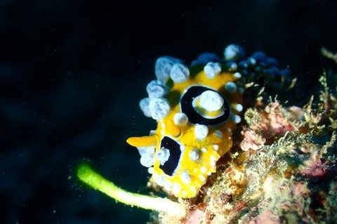 キイロイボウミウシ