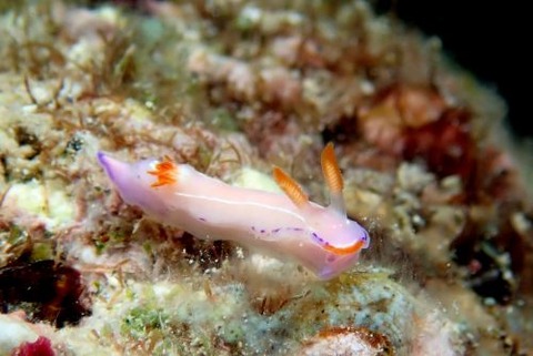 ハナイロウミウシ