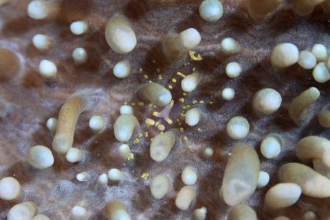 イソギンチャクモドキカクレエビ