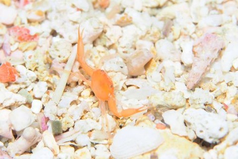 ワタリガニ科の1種