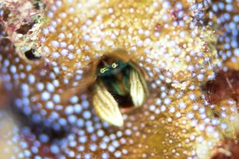 カンザシヤドカリ