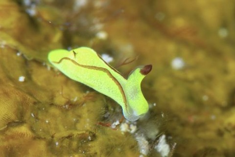 オレンジウミコチョウ