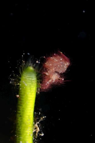 フィコカリス・シムランス