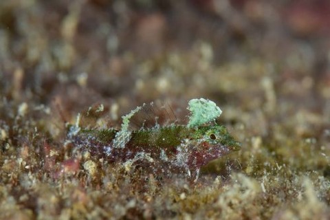 セグロヘビギンポ