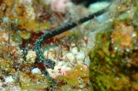 ノコギリウミヤッコ