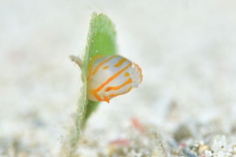 キクゾノウミウシ