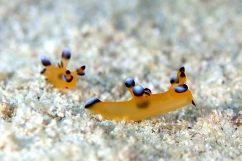 ウデフリツノザヤウミウシ