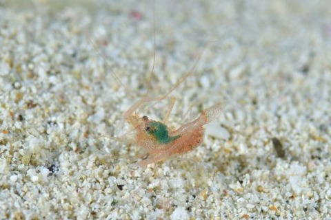 スベスベオトヒメエビ属の1種