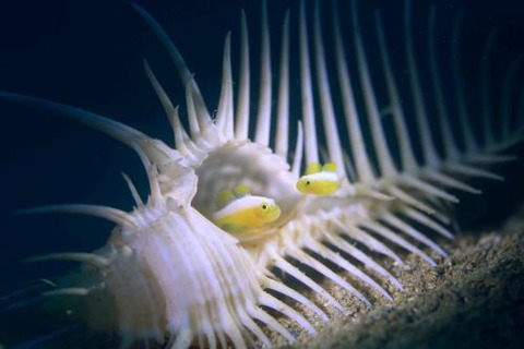 ナカモトイロワケハゼ