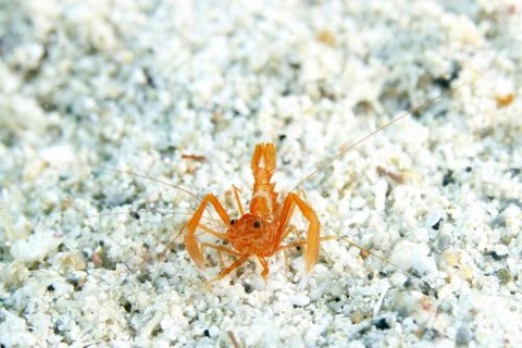 スベスベオトヒメエビ属の1種