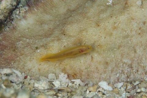 フサイタチウオ科の1種