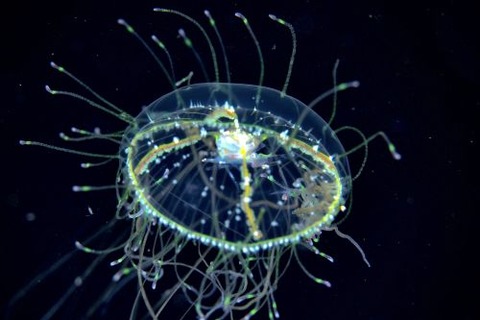 刺激的な水中生物