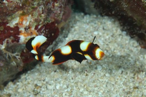 ムスジコショウダイ