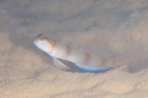 ニュウドウダテハゼ