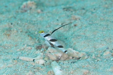 ヒレナガネジリンボウ