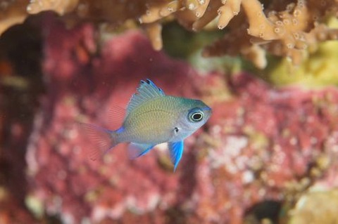 アマミスズメダイ