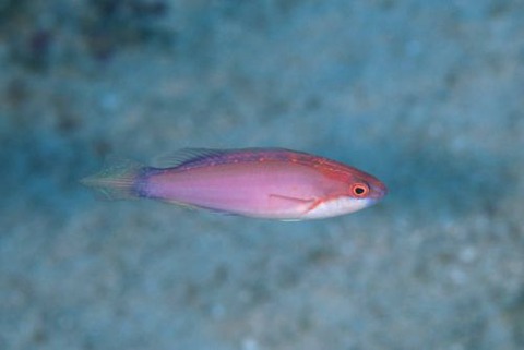 ヤリイトヒキベラ