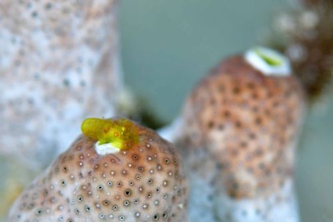 Periclimenaeus storchi