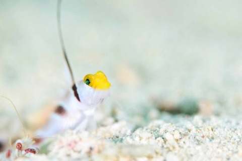 ヒレナガネジリンボウ