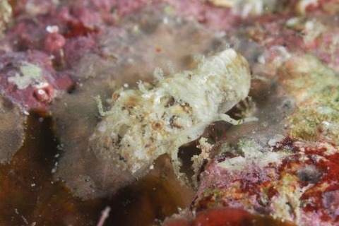 セミエビ科の1種