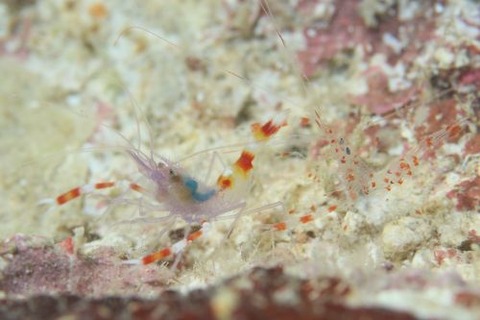 ステノプス・テヌイロストリス