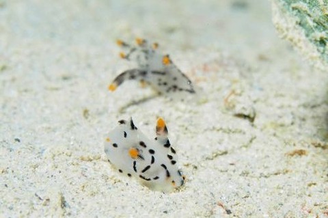 ツノザヤウミウシ