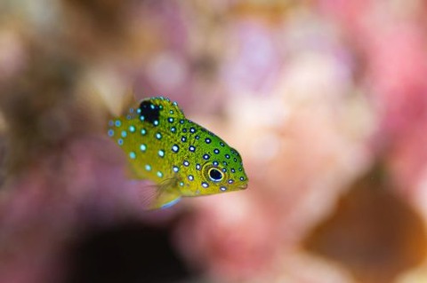 ルリホシスズメダイ