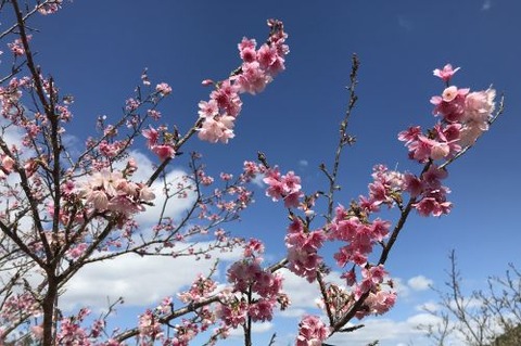 寒緋桜