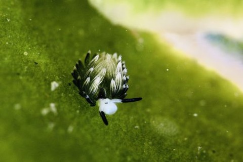 ウサギモウミウシ