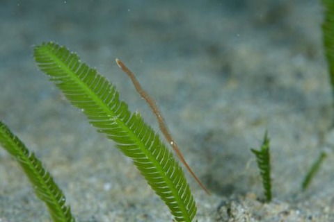 トガリモエビ属の1種