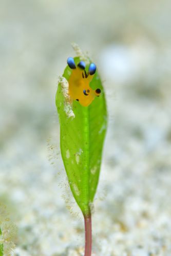 ウデフリツノザヤウミウシ