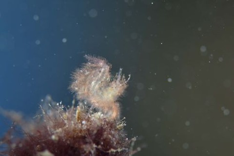 フィコカリス・シムランス