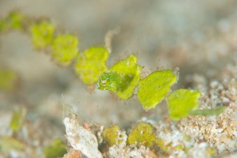 セダカカワハギ