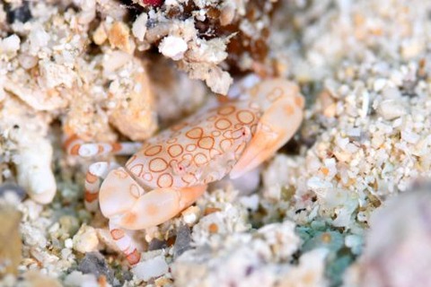 オウギガニ科の1種