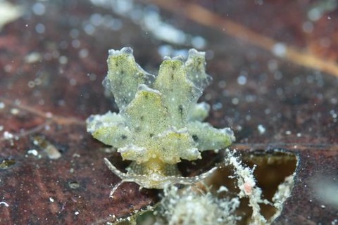 テンセンウロコウミウシ